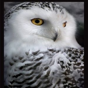 Meet your Posher, April